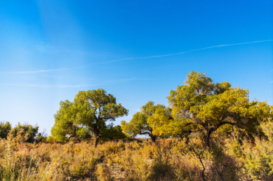 内蒙额济纳旗秋季沙漠胡杨风光