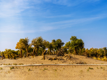 内蒙额济纳旗秋季沙漠胡杨风光