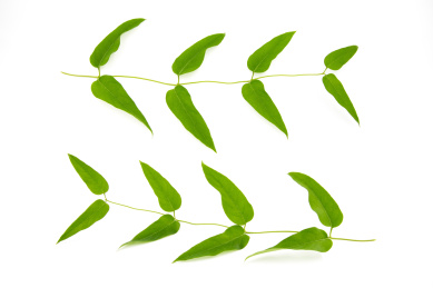 白底嫩绿的长串枝叶