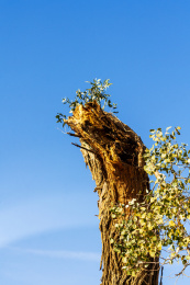 内蒙额济纳旗秋天沙漠风光