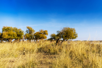 内蒙额济纳旗秋天沙漠风光