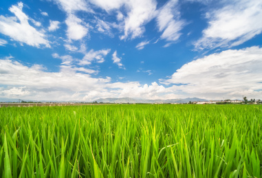 夏季蓝天下农田里绿色的水稻