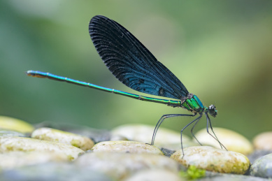 鹅卵石上停栖的一只竖起翅膀的绿色豆娘