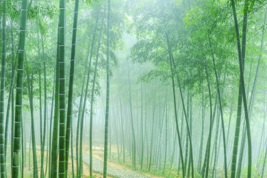 绿竹林翠竹背景素材