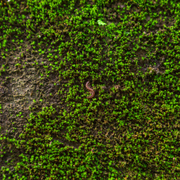 青苔上爬行的马陆