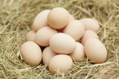 一堆新鲜的草鸡蛋 农家