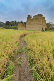 成熟的稻田田埂及通往远处的破土楼