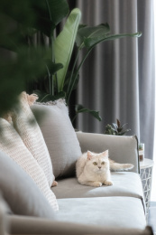 躺在沙发上的宠物猫