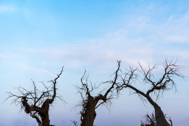 内蒙额济纳旗秋天傍晚沙漠干枯胡杨风光