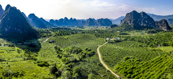 中国广东省清远市英德市黄花镇英德红茶茶园
