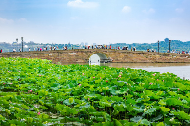 中国浙江杭州西湖断桥夏景,湖泊荷花荷叶