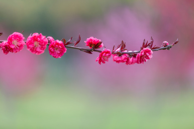 春天绽放的一枝梅花特写