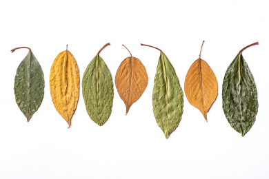 白底上一排干树叶 树叶