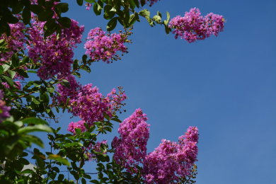 美丽、漂亮的紫薇花