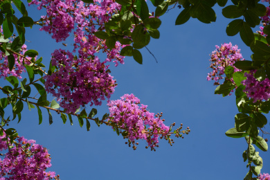 美丽、漂亮的紫薇花