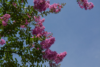 美丽、漂亮的紫薇花