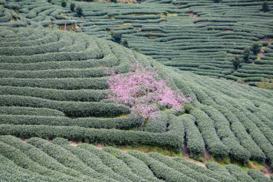绿色成片茶园中一株粉色的樱花树，中国福建