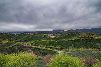 漳平永福套种樱花的茶园风光，中国福建