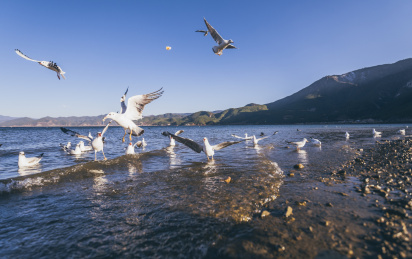 云南丽江泸沽湖海鸥与地貌