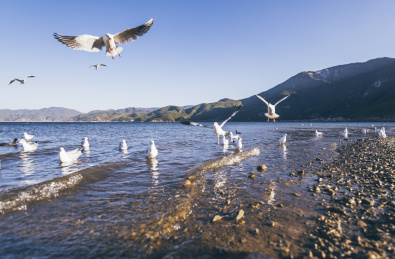 云南丽江泸沽湖海鸥与地貌