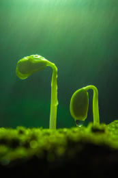 雨水中萌芽的绿色植物