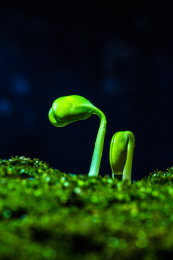 雨水中萌芽的绿色植物