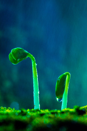 雨水中萌芽的绿色植物