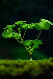 雨水中生长的三叶草