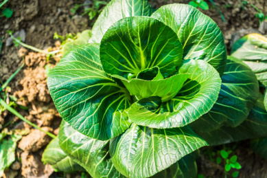 种在菜园子里一棵绿色的青菜特写