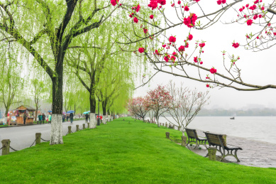 中国浙江杭州西湖白堤春景绿草与桃花垂柳