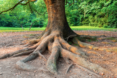 园林景观,一棵古樟树的大树根