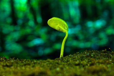 雨水中萌芽的植物