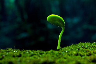 雨水中萌芽的植物