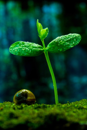 雨水中萌芽的植物
