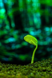 雨水中萌芽的植物