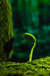 雨水中萌芽的植物