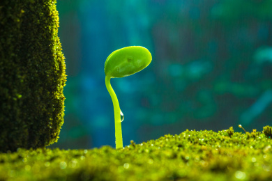 雨水中萌芽的植物