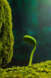雨水中萌芽的植物