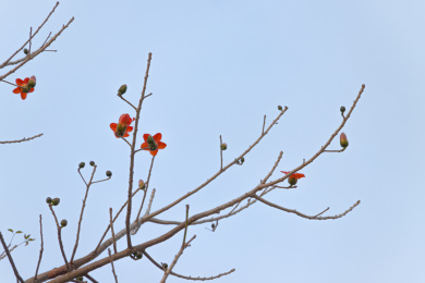 几枝红色木棉花 枝条