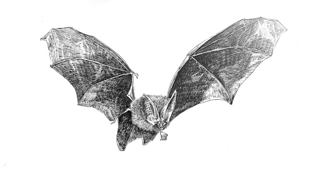 手绘蝙蝠 翅膀 画画