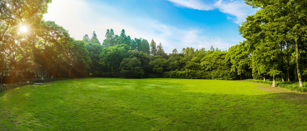 园林景观，嫩绿的草地与树林大画幅