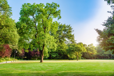 园林景观，嫩绿的草地与树林
