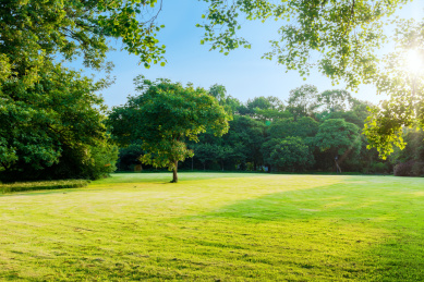 园林景观，嫩绿的草地与树林