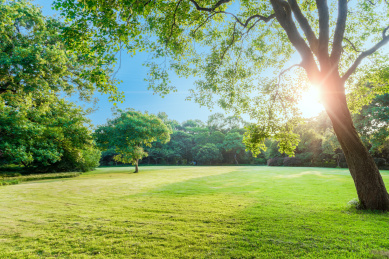 园林景观，嫩绿的草地与树林