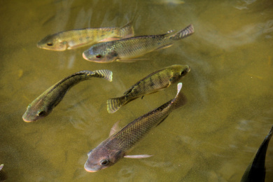 水里一群野生鲫鱼 大鲫鱼