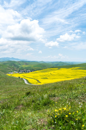 中国甘肃省甘南州卓尼油菜花风光