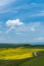 中国甘肃省甘南州卓尼油菜花风光