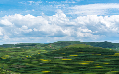 中国甘肃省甘南州卓尼油菜花风光