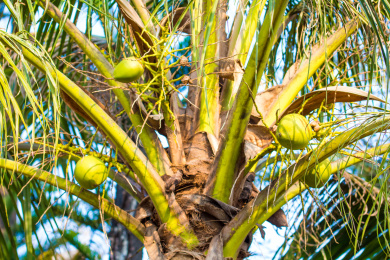 结果的椰子树 热带的