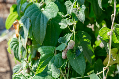 阳光下的一棵绿色山药植株